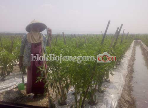 Penyakit Kering, Harga Cabai Turun